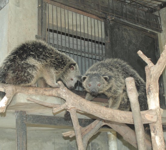 Binturong | Indonesia
