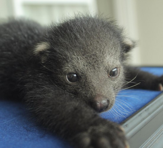 Binturong | Indonesia